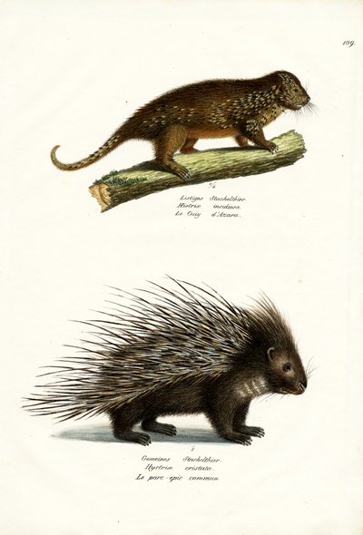 Porcupines, 1824 by Karl Joseph Brodtmann